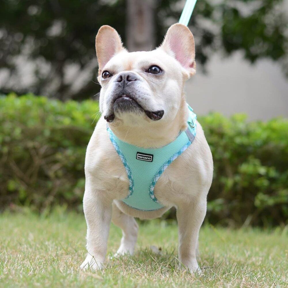 Mercano Soft Mesh Reflective Dog Vest Harness